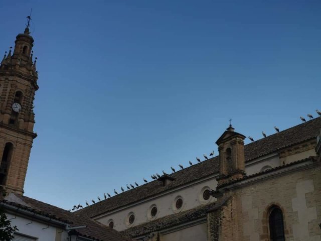 2020.08.29 CIGUEÑAS (5)
